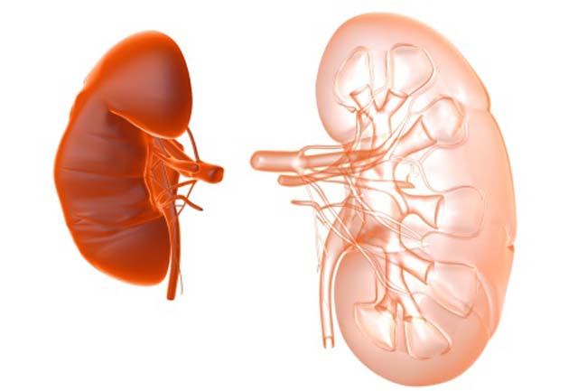 Natural Kidney Cleanse