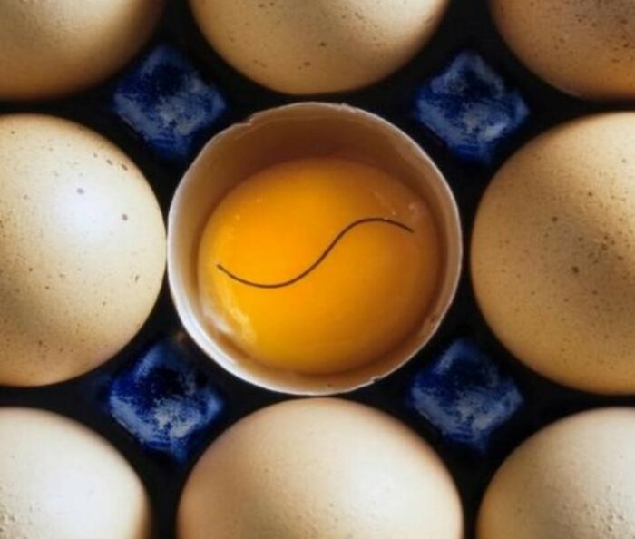 eggs