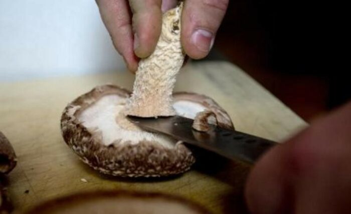 Mushroom