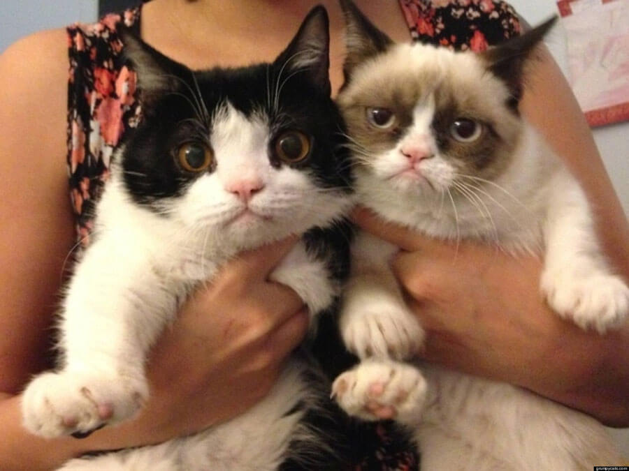 Grumpy Cat's Brother