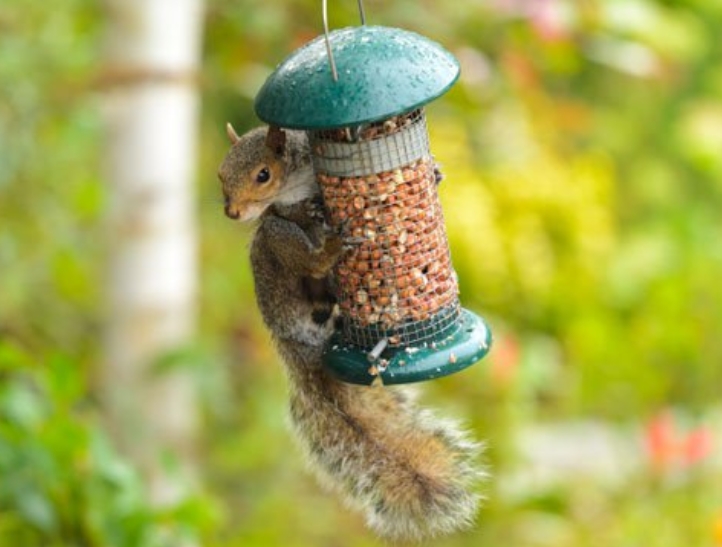 Guarding Bird Feeders