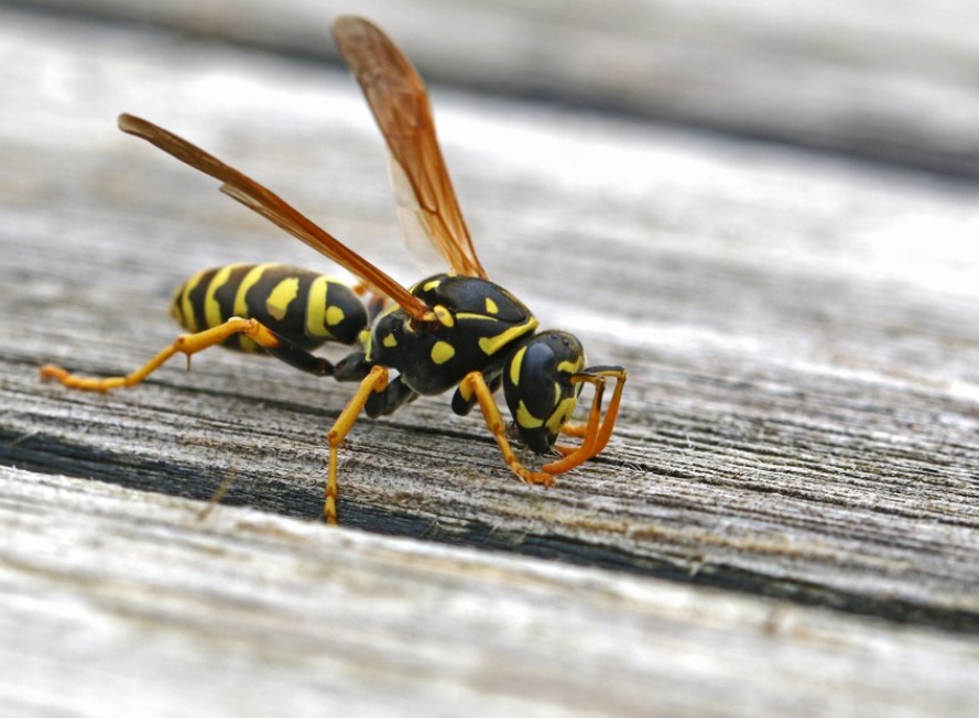 Protecting Against Wasps