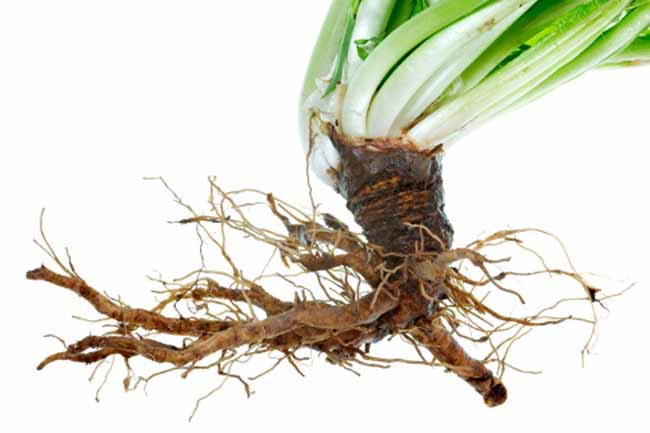 Dandelion Root