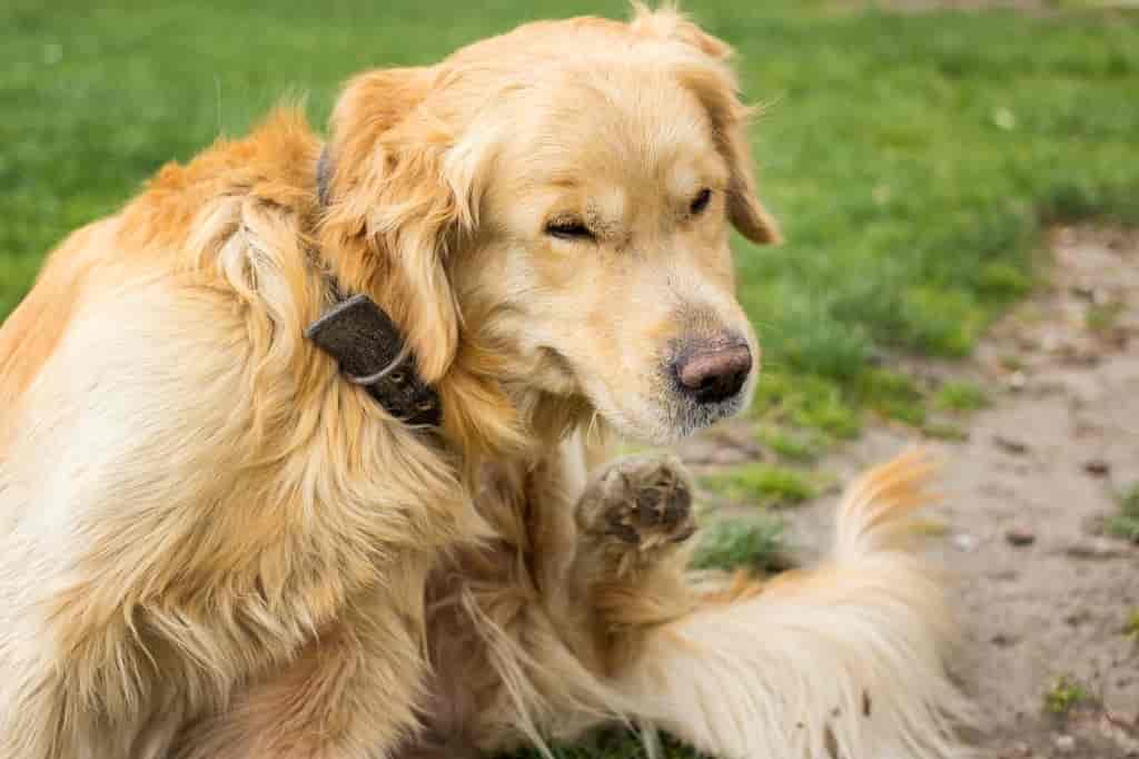 frontline plus for dogs k9 advantix ii