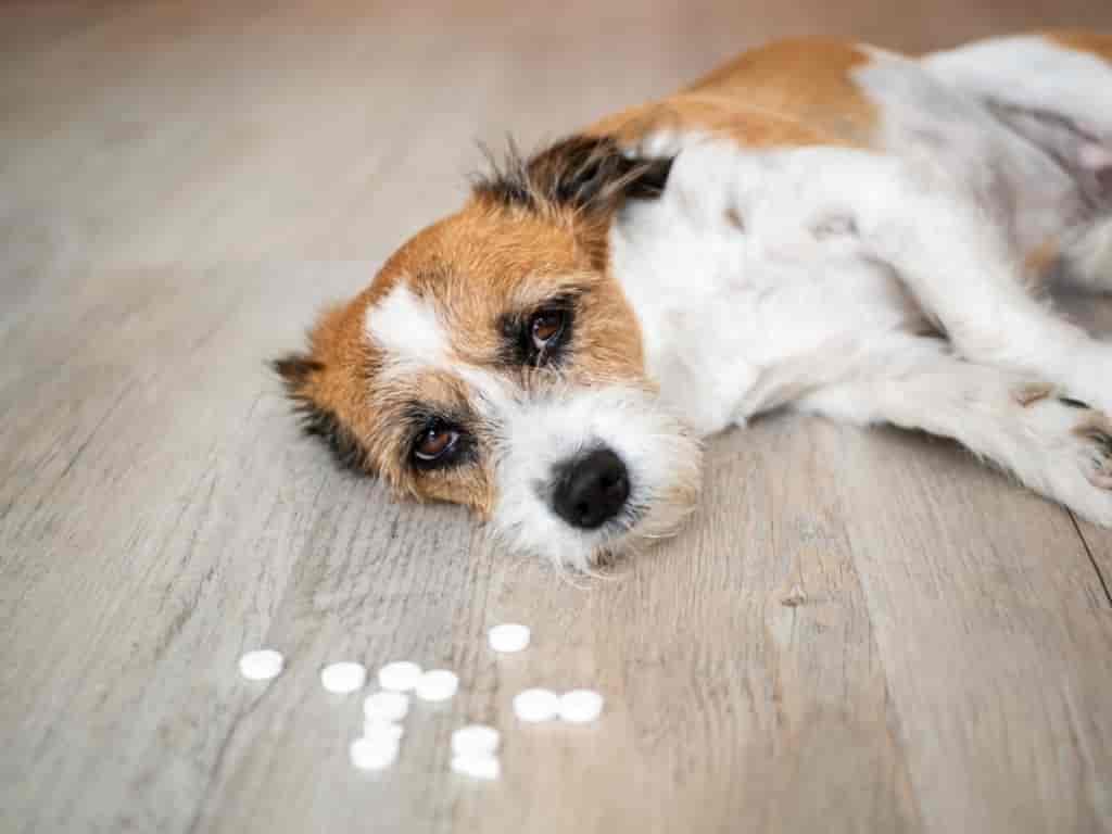 purina one smartblend pet care health