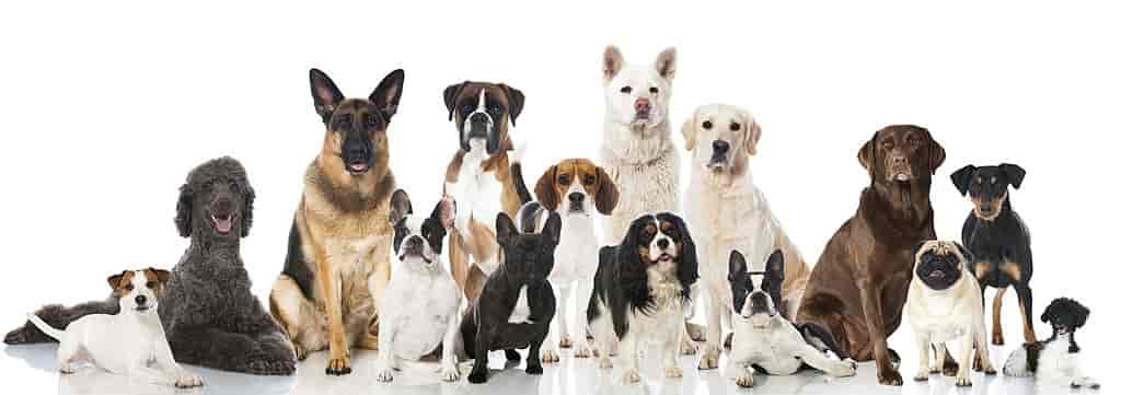 dog breeds health problems a dog's life fleas on dogs